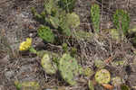 Common pricklypear